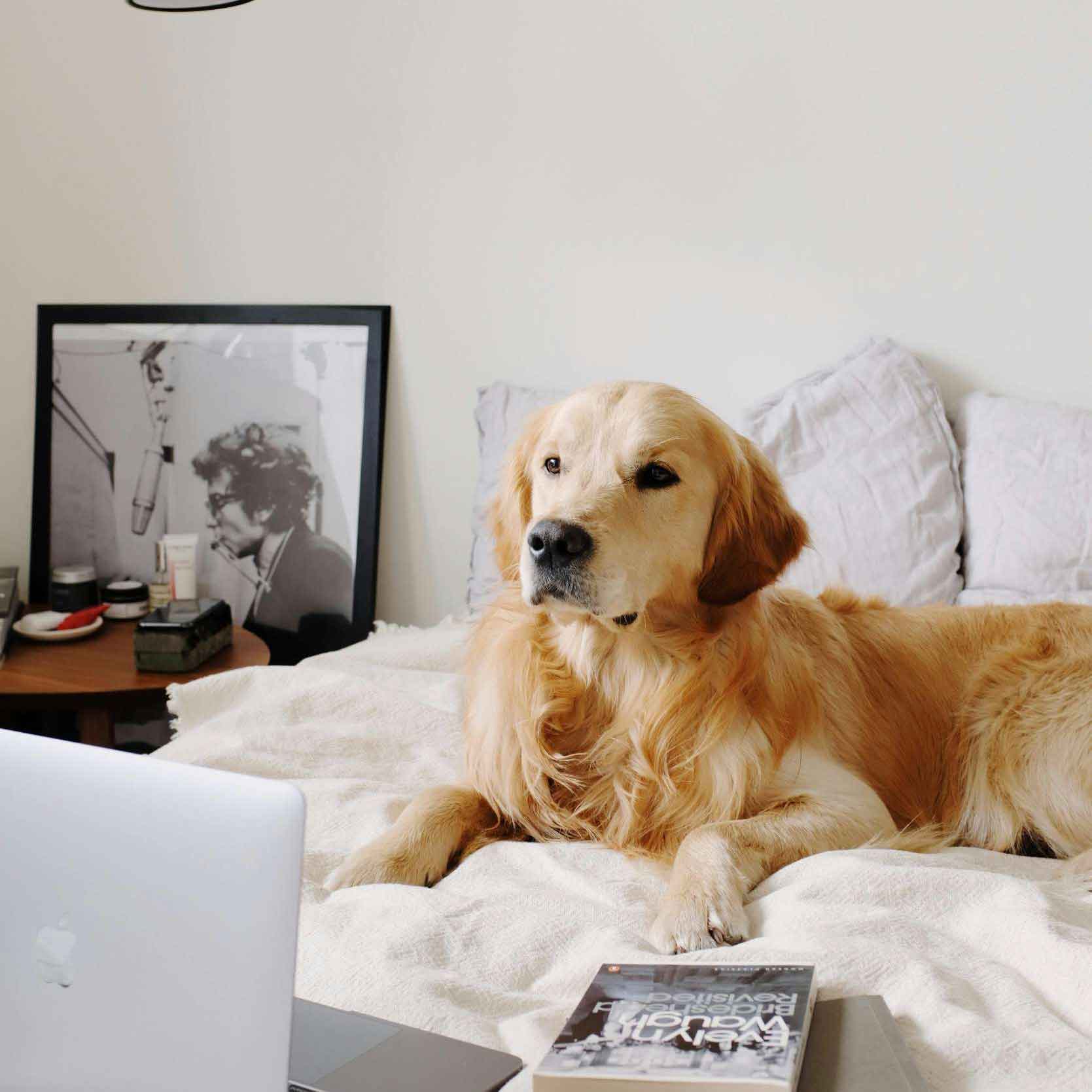 A dog resting on a bed beside a laptop and a lamp, creating a cozy and relaxed atmosphere