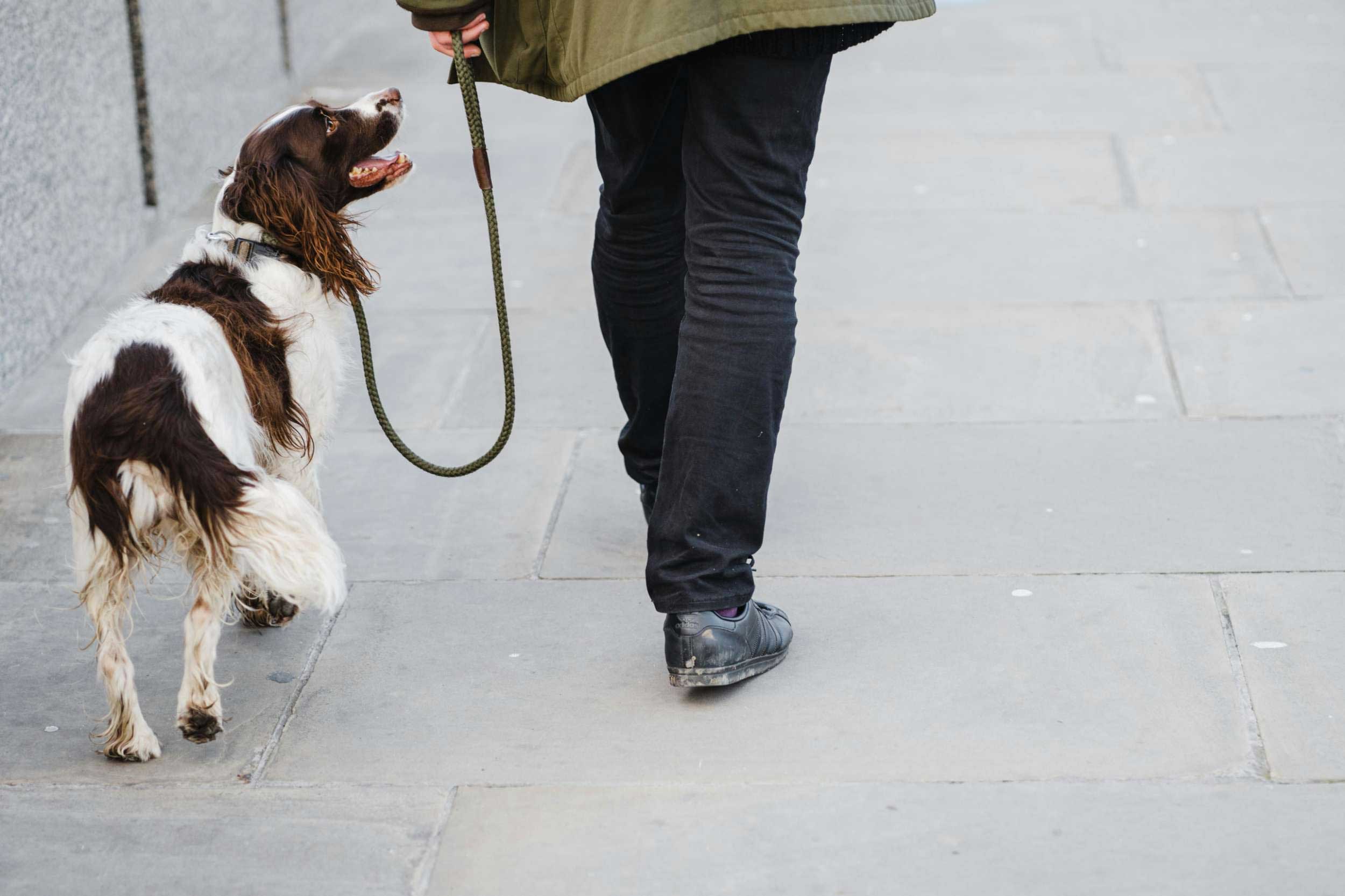 A person walks a dog on a leash, enjoying a leisurely stroll in a park setting